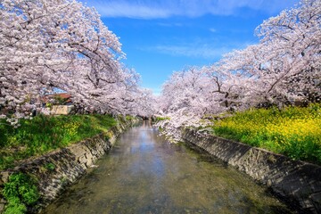 岩倉市　五条川の満開の桜並木