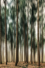 trees in the woods in motion style