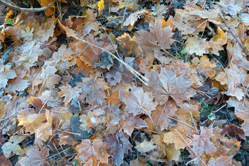 Beautiful autumn leaves covered in frost on ground under trees in English forest on a cold autumnal day. 