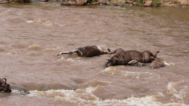 Corpse of dead wildebeest floats. Unique footage in collection about wildebeest.