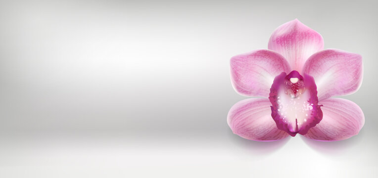 Horizontal Banner with a Purple Orchid Flower