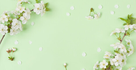 Spring branches of blossoming cherry against green background with space