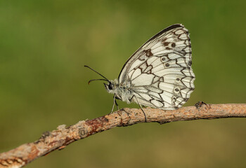 Piękny motyl na łące