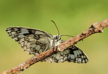 Fototapeta na wymiar Piękny motyl na łące