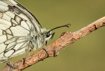 Piękny biały motyl na łące