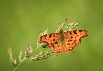 Piękny pomarańczowy motyl na łące