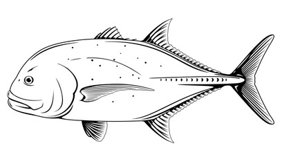 Naklejka premium Giant trevally fish in side view in black and white isolated illustration, one realistic sea fish illustration on white background, Caranx ignobilis sport fishing trophy, commercial and recreational f