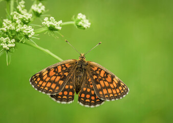 Piękny pomarańczowy motyl na kwiatku
