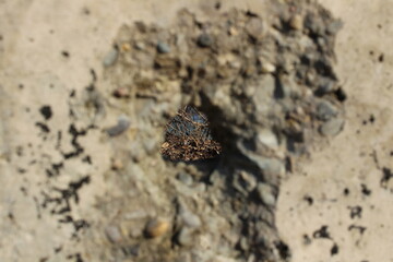 there is a bullet-like hole in the concrete