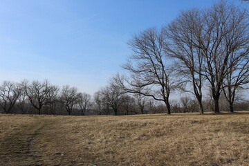 red forest view with blue sky