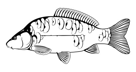 Realistic mirror carp fish in black and white isolated illustration, one freshwater fish on side view, commercial and recreational fisheries
