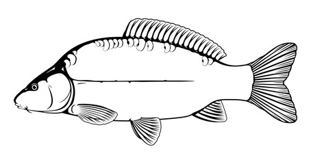 Realistic leather carp fish in black and white isolated illustration, one freshwater fish on side view, commercial and recreational fisheries