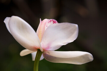 Close-up of the Cymbidium orchid floweragainst the dark natural background