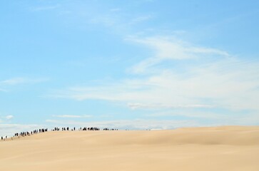 Fototapeta na wymiar karavana walking on sand dunes and blue sky