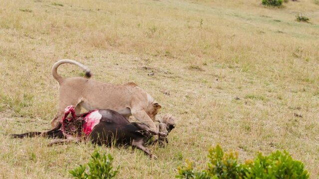 Lioness bites into neck of killed wildebeest and drags prey along ground. Dangerous female lion. Unique documentary shots in collection about wild lion.