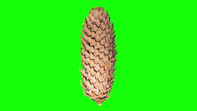 Pine Cone Opening in Time Lapse on a Green Background with Alpha Matte. Fir Tree Cone Moving Isolated On Chroma Key. Abies Tree