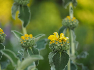 ハーブ　エルサレムセージ　花