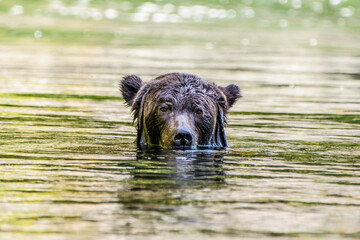 Grizzly bear in the river 