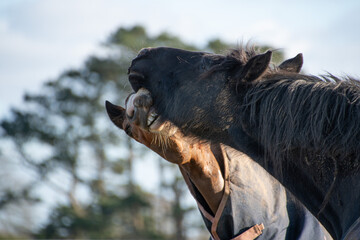Two horses  greeting  each  other  in  paddock and  biting  each other   one  brown  one  friesian 