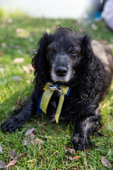 wet black cocker spaniel with yellow and blue bow 