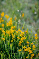 many yellow wildflowers in the sunlight