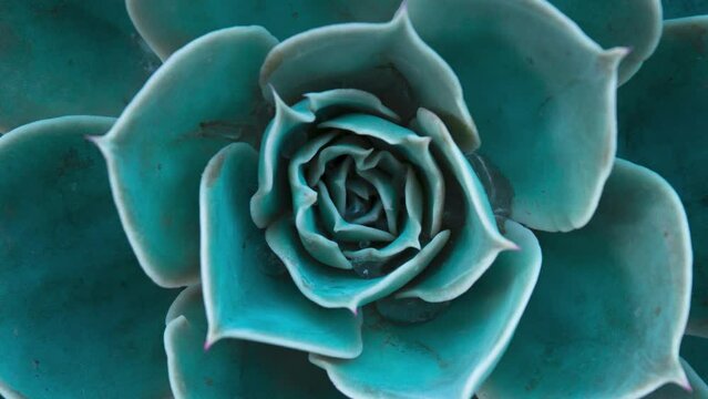 Close up of a teal cactus. Teal cactus leaves. Cactus background. Cactus plant pattern wallpaper. High angle view.