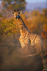 South African giraffe or Cape giraffe (Giraffa giraffa) or camelopardalis giraffa). Mashatu, Northern Tuli Game Reserve. Botswana