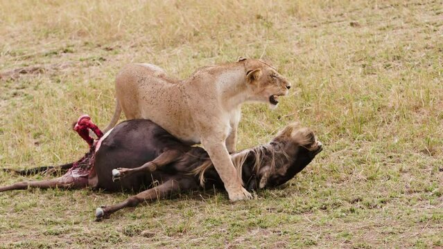 Tired lioness with bloody killed wildebeest in desert of Kenya. shooting near predatory dangerous lioness. Unique cinematic footage in collection about wild lion.