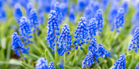 Delicate blue flowers of Muscari armeniacum. Spring flowering. Spring season. Floral background. selective focus