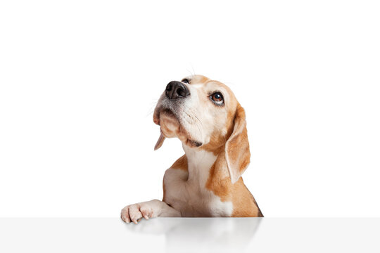 A beagle dog looking up with paws hanging over white table. Isolated on white background. Copy space. Suitable for collage and banner making and any other design