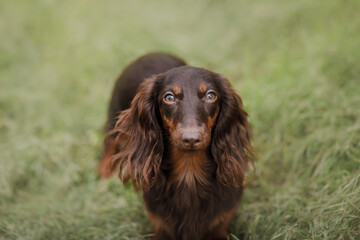 Obraz premium Chocolate longhaired dachshund in nature on grass. Beautiful dog in the park