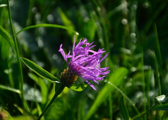 Bloom Flower in Autumn in the Heath Lüneburger Heide, Walsrode, Lower Saxony