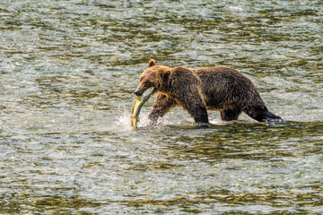 Grizzly Bear with its prize
