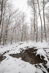 schneebedeckter Wald ind ein kleiner Fluss