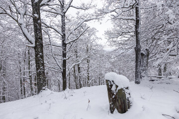 Unberühre, schneebedeckte Bäume im Wald
