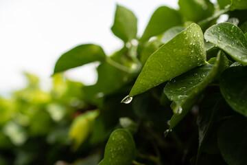 Raindrops on some green leaves