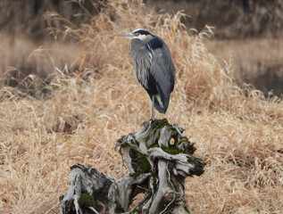 Great Blue Crane perched on dry tree roots