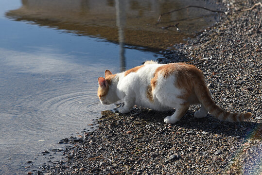 Katze trinkt an Flussufer