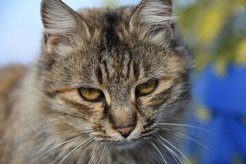 schöne graue Katze auf der Lauer