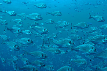 A flock of fish inside the fish farm, breeding commercial fish in the fish farm. Gilt-head bream (Sparus aurata)