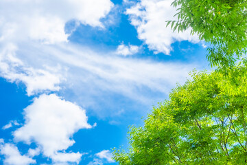 Obraz premium 新緑と青空