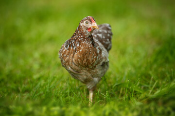 Swedish flower hen in nature background