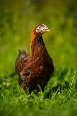 Hen in nature background