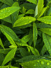 raindrops on green leaves closeup natural background