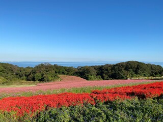 field of flowers