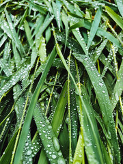 natural plant background.  green grass leaves after rain close up