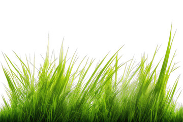 Fototapeta premium green grass transparent, ai generated