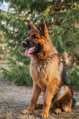 Adult brown German Shepherd in the park near the Christmas tree.