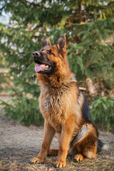 Adult brown German Shepherd in the park near the Christmas tree.