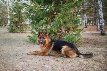 Adult brown German Shepherd in the park near the Christmas tree.